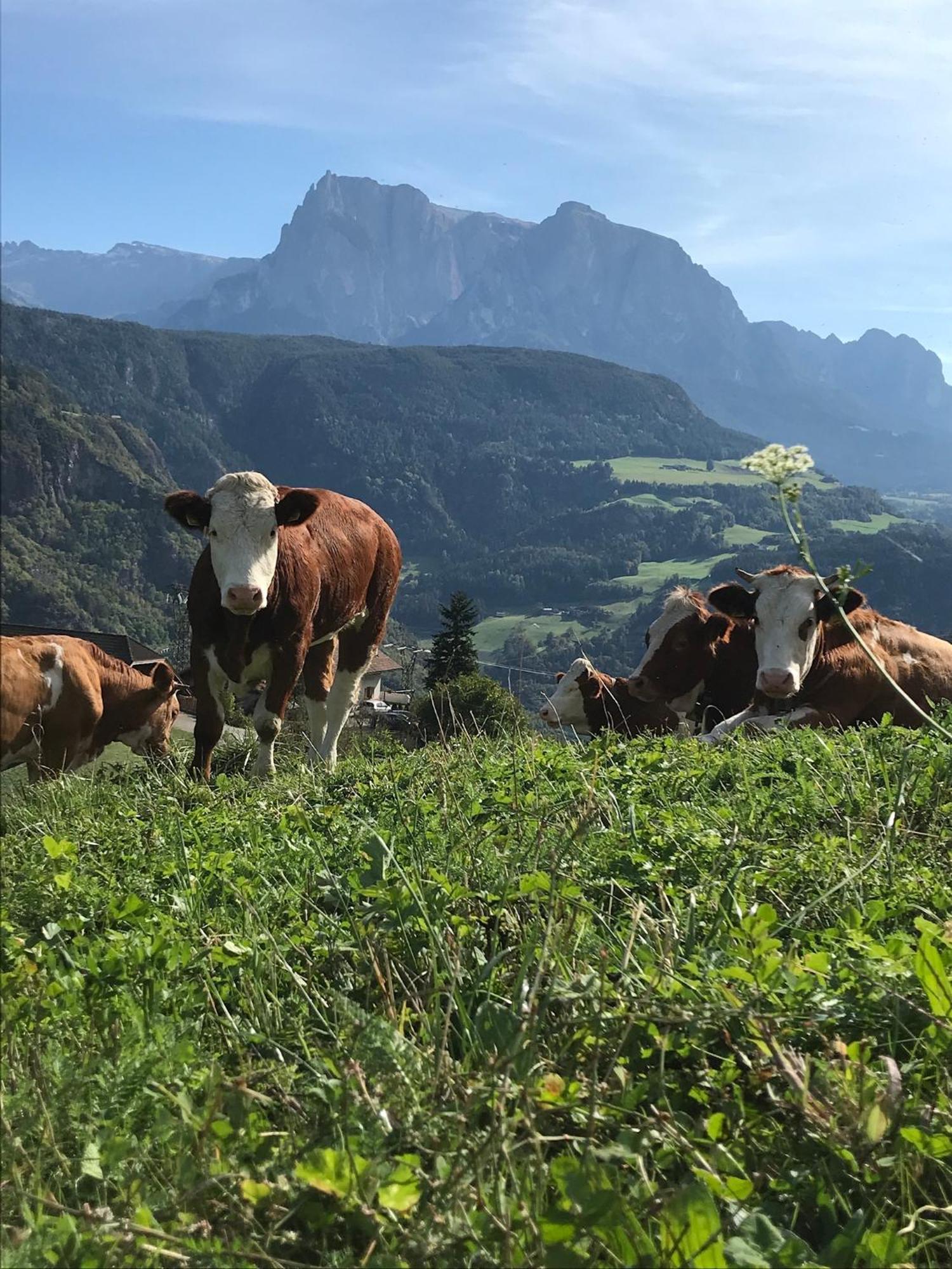 Gasserhof Barbiano  Dış mekan fotoğraf