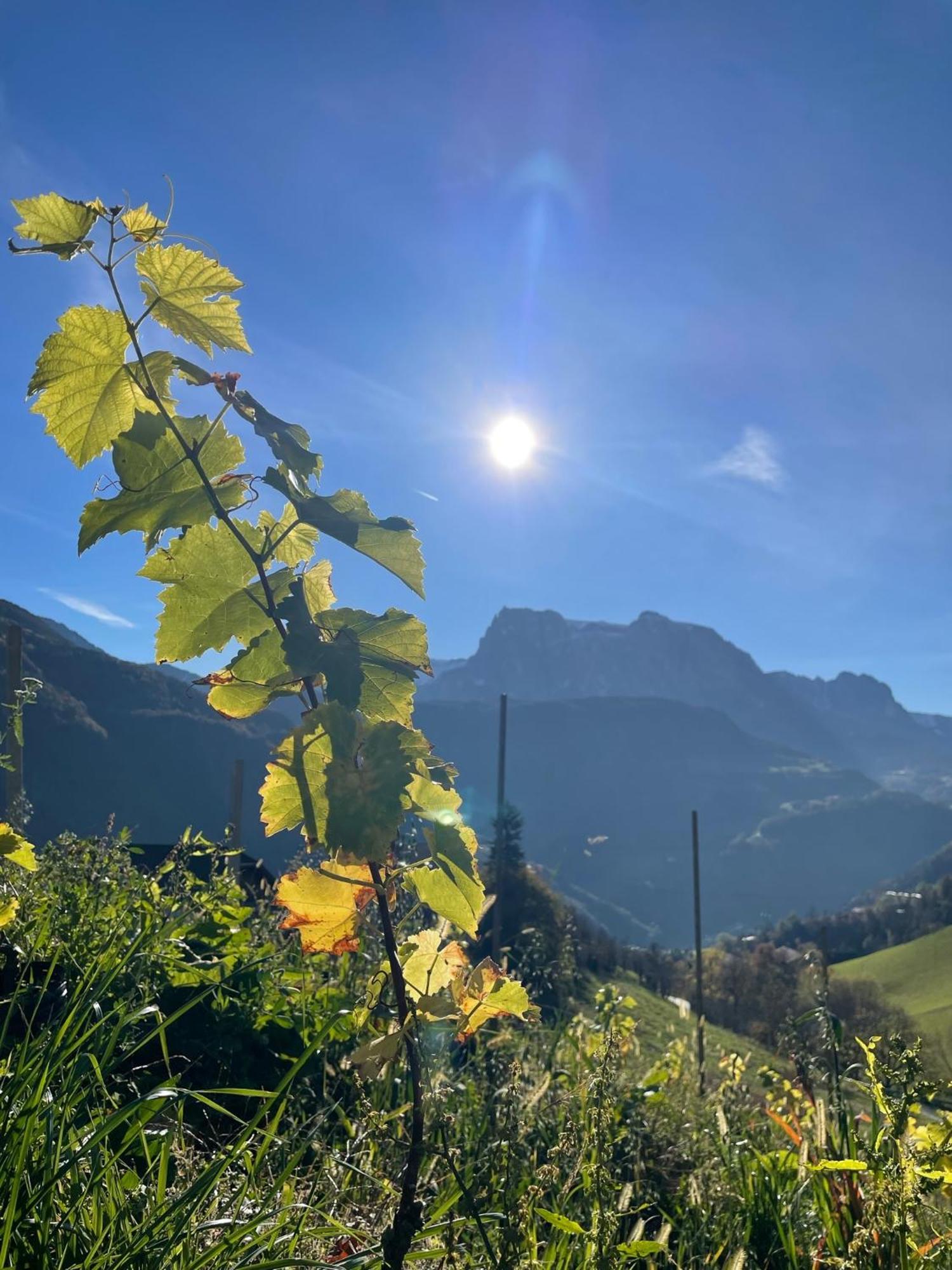 Gasserhof Barbiano  Dış mekan fotoğraf