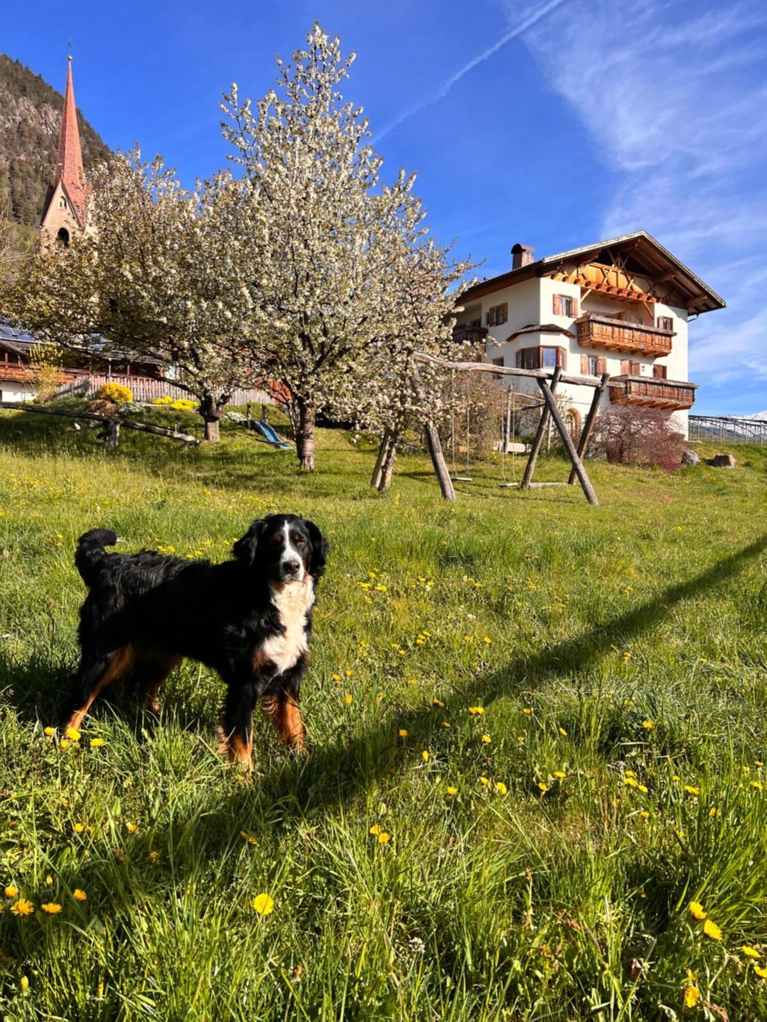 Gasserhof Barbiano  Dış mekan fotoğraf